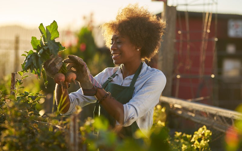 Smiling farmer harvests crops out in field at sunset
